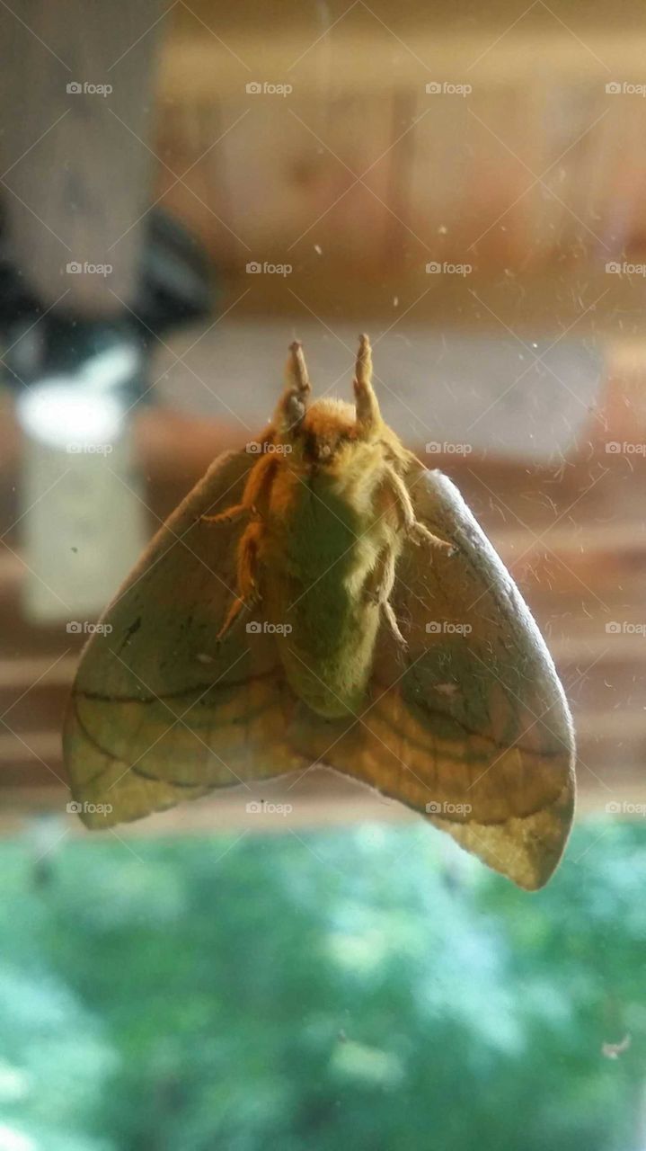 Nature, Insect, Butterfly, No Person, Invertebrate