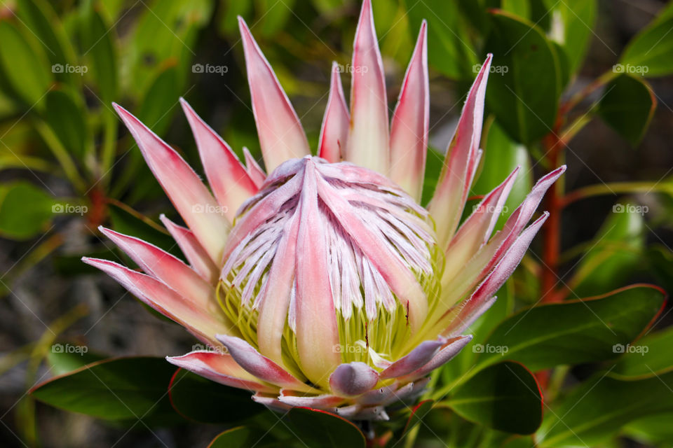 The king protea