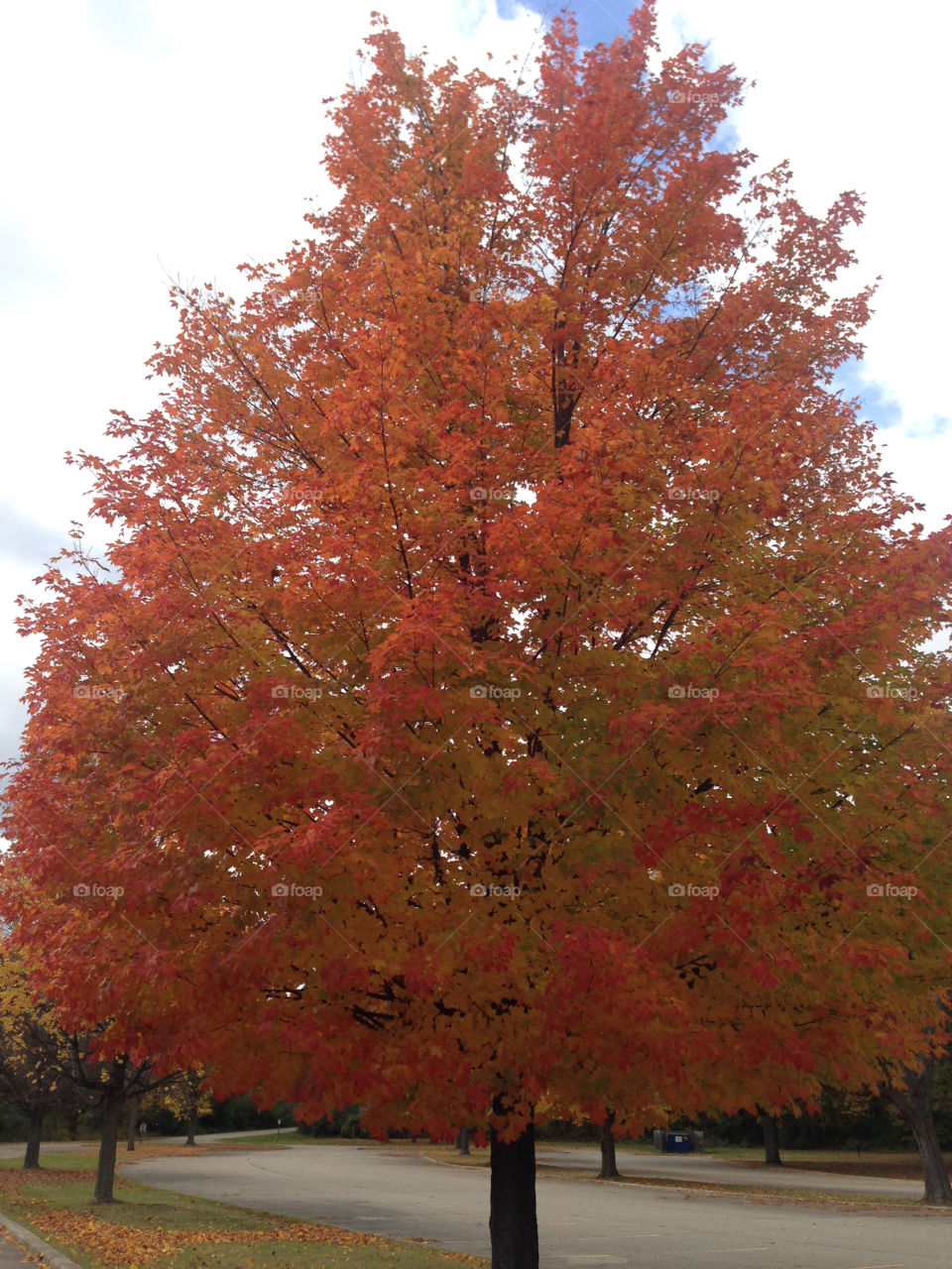 Autumn splendor