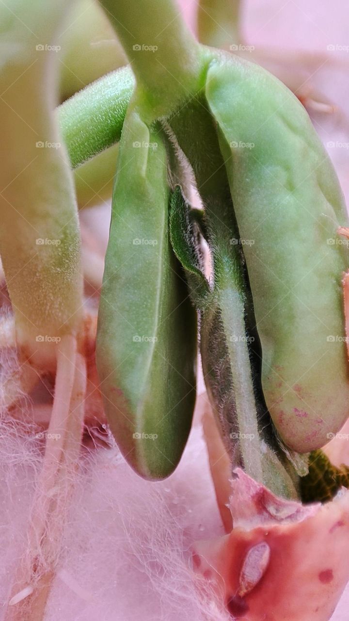 Growing bean in cotton wool