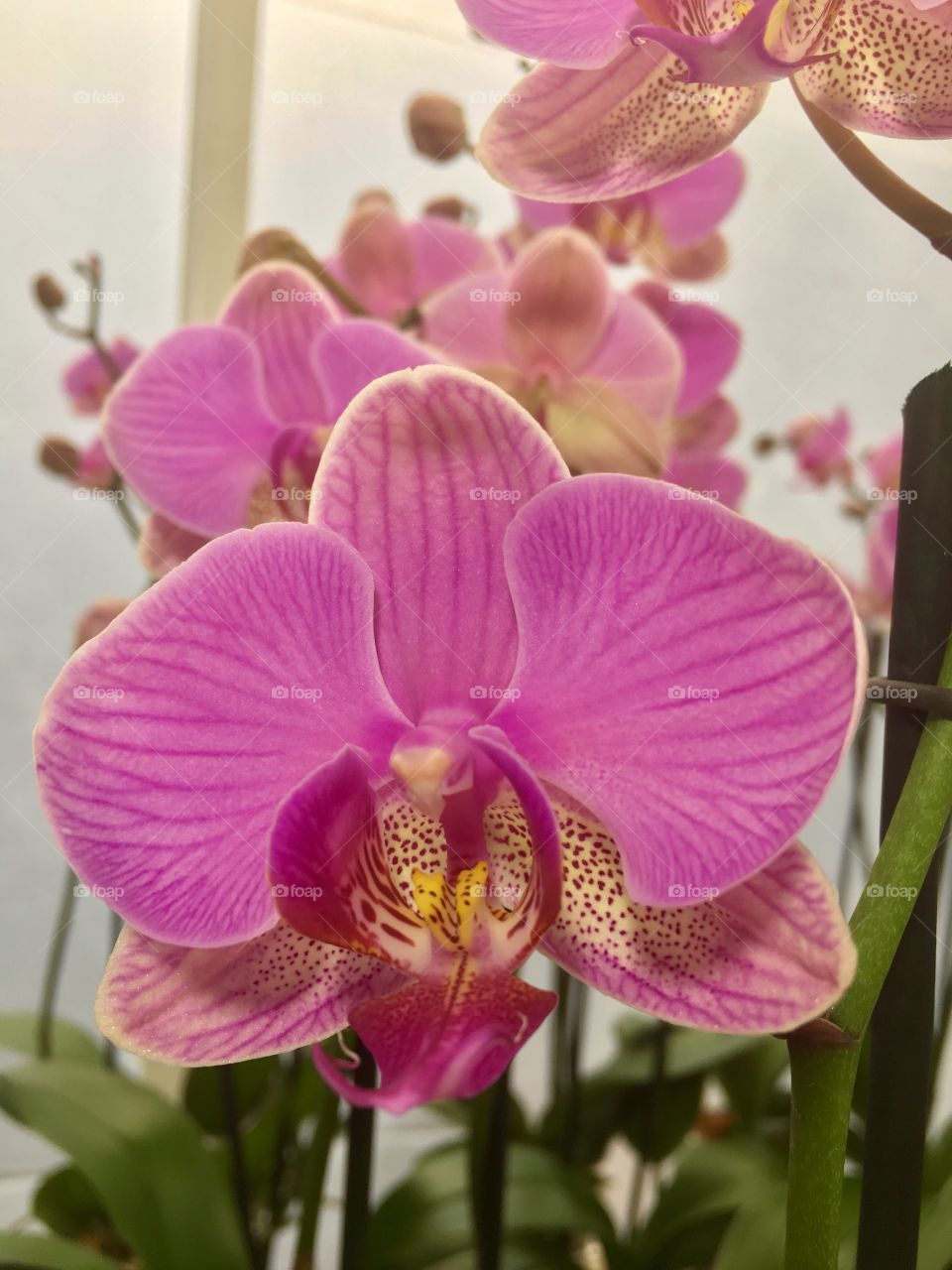 Orquídea rosada en un invernadero 