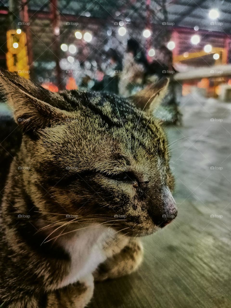 Stray cat keep calm on the alley