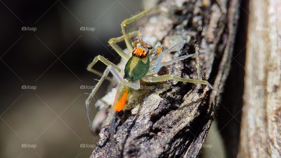 transparent colourful spider on a wood