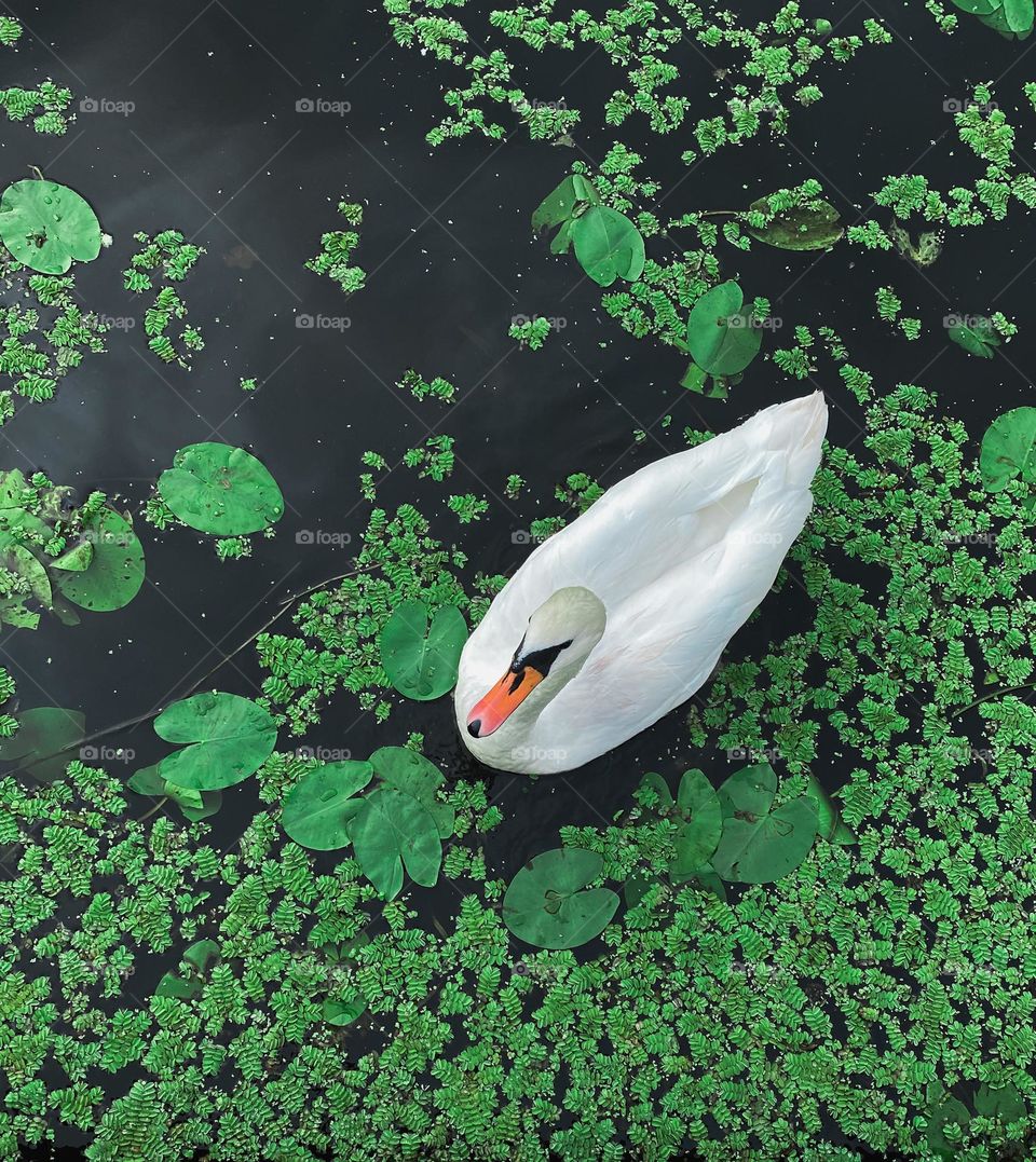 A beautiful white swan swimming in the lake with greenery