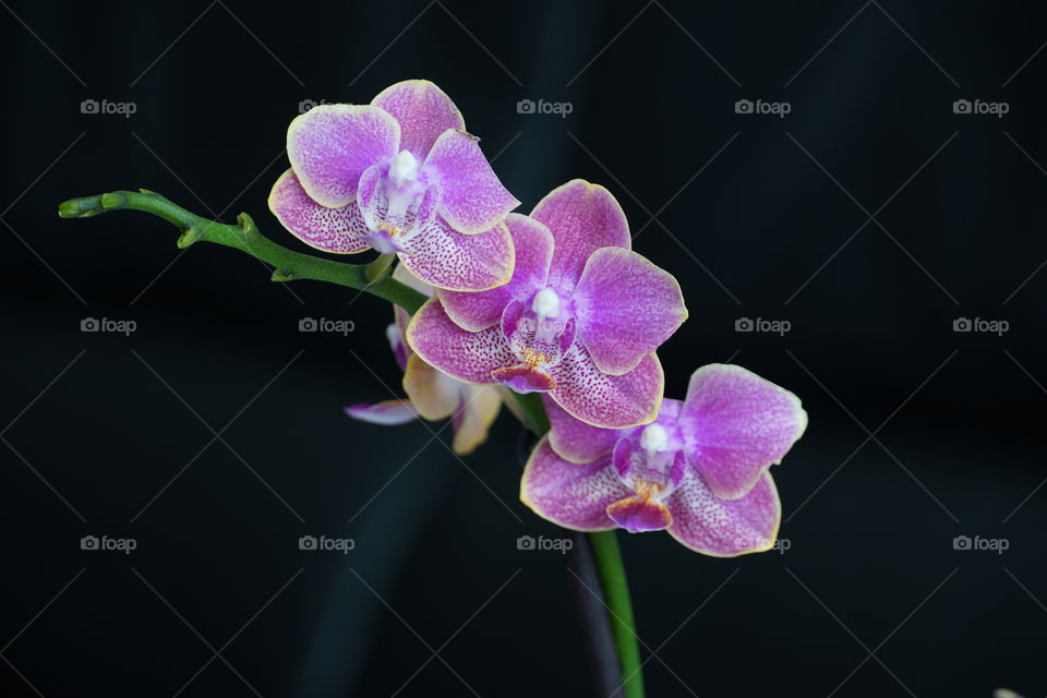 Orchid Triplets