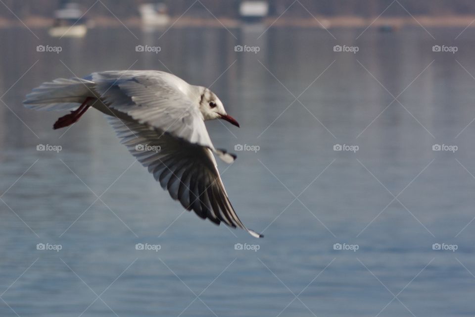 Close-up of seagull flying