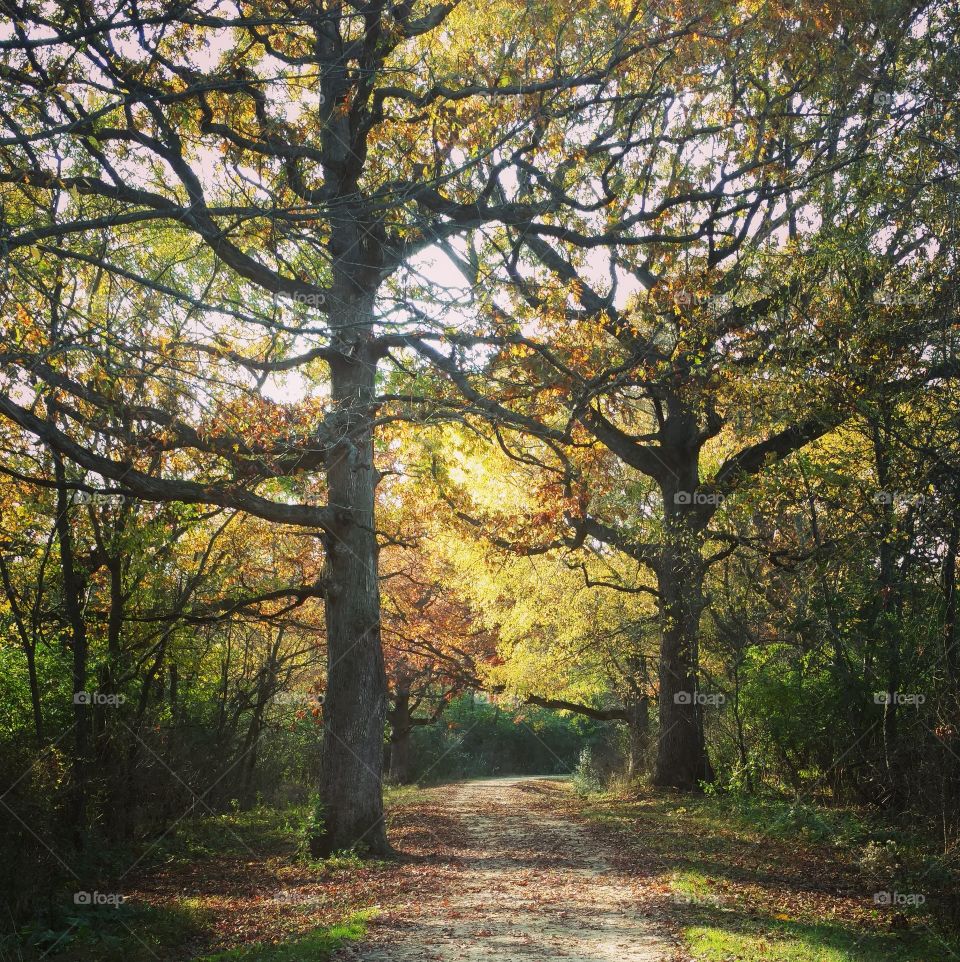 autumn path