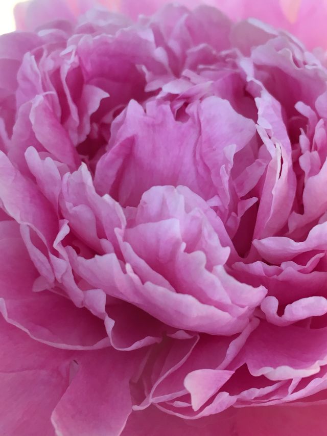 Think pink