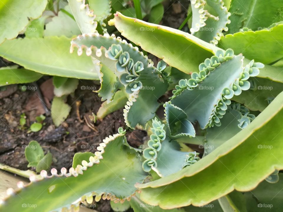 Cactus, Succulent, Aloe, Spine, Agave
