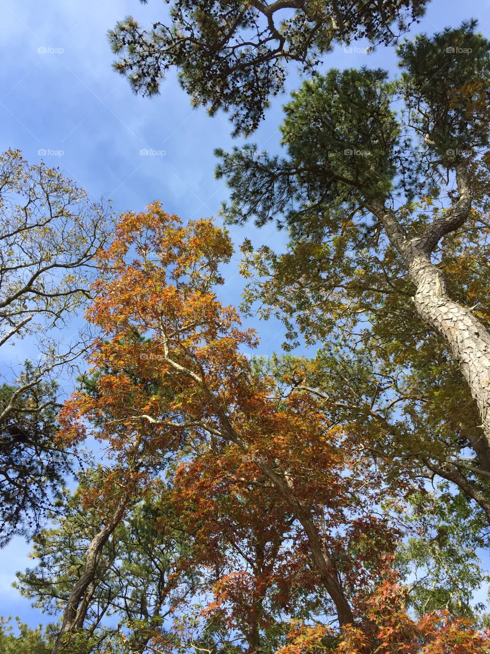 Fall 