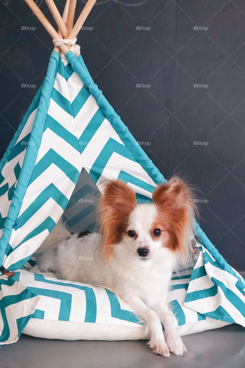 dog in teepee tent. Cute dog is lying in a small teepee tent for dog. Pure breed dog : Continental Toy Spaniel Papillon.