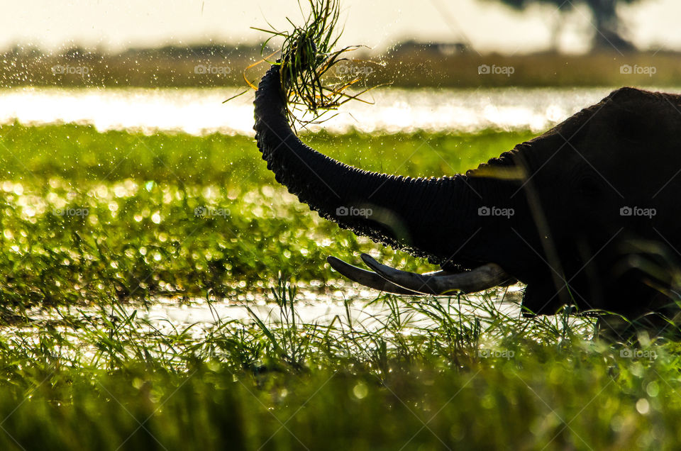 Close up of elephant grazing in the river with water drops captured in the sunlight.  I love wild Africa! Image from Chobe national park in Africa