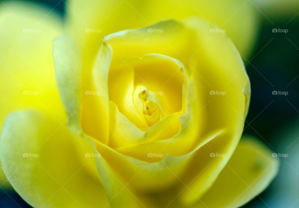 Beautiful Yellow rose macro