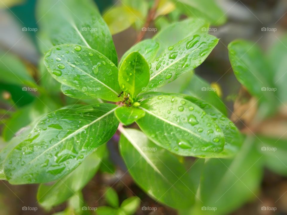 Green leaf on the garden