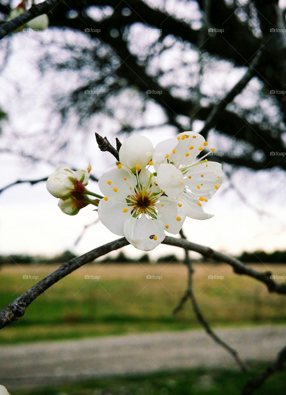 Close-up of white plum blossoms