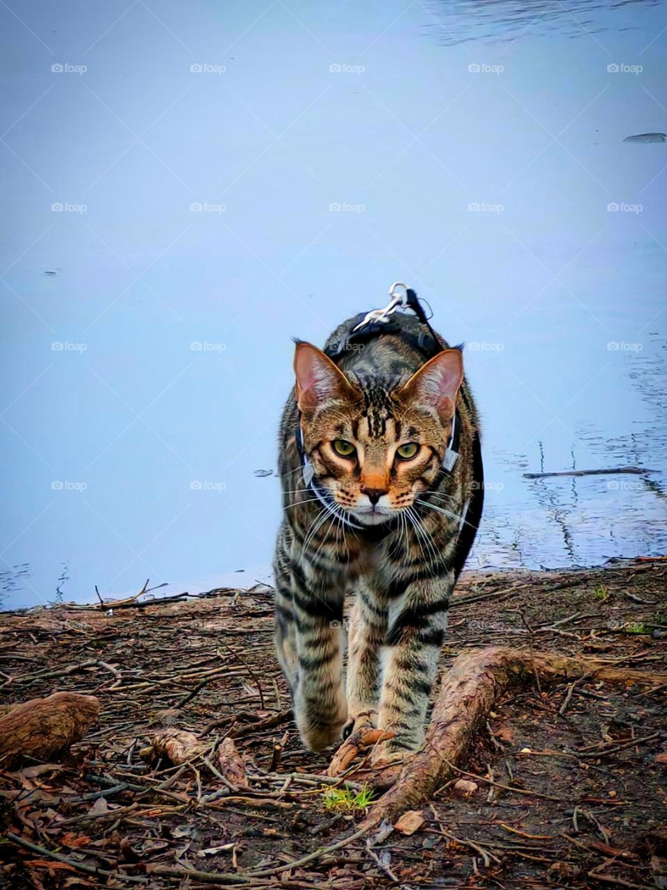 Baby blue. The cat walks towards the camera. The cat looks like a distant relative of the feline tiger family. In the background, baby blue water