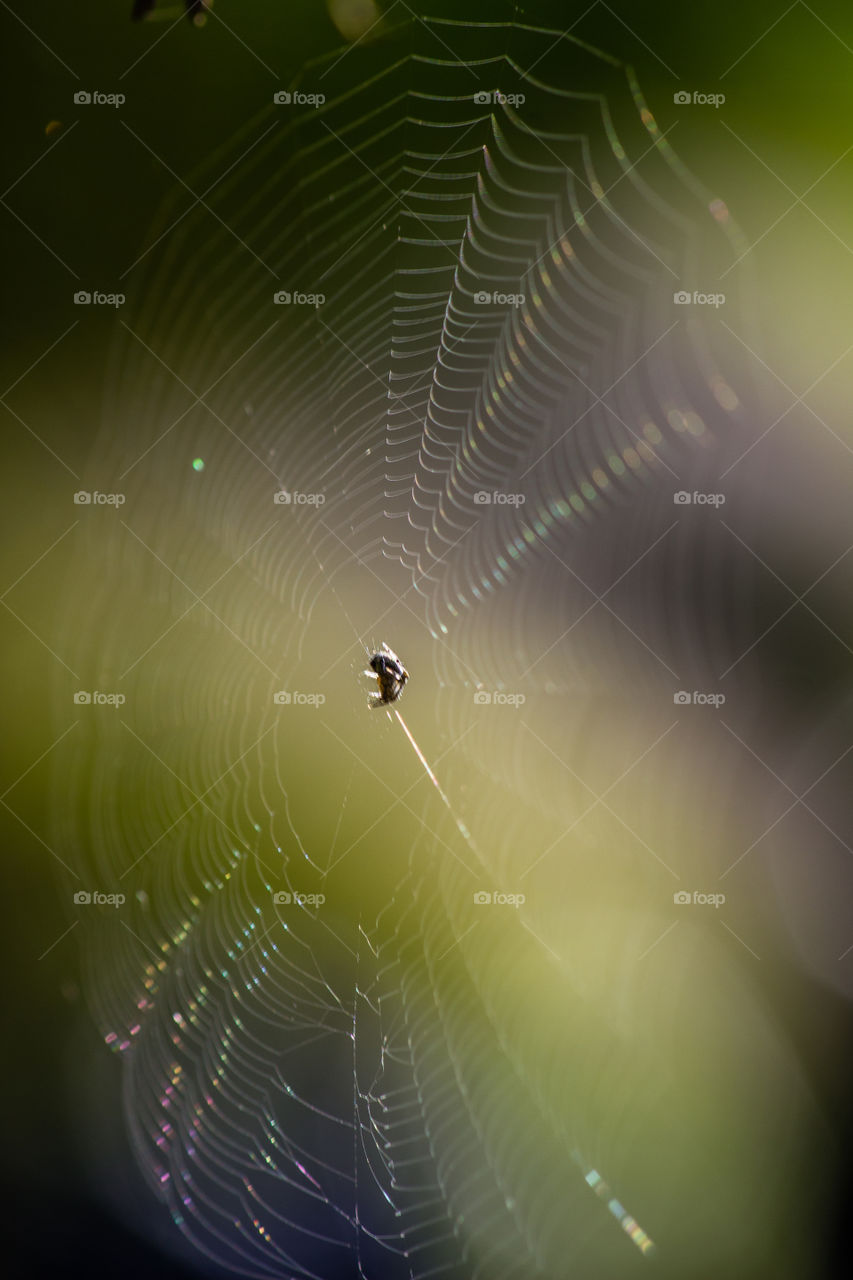spiderweb with small spider