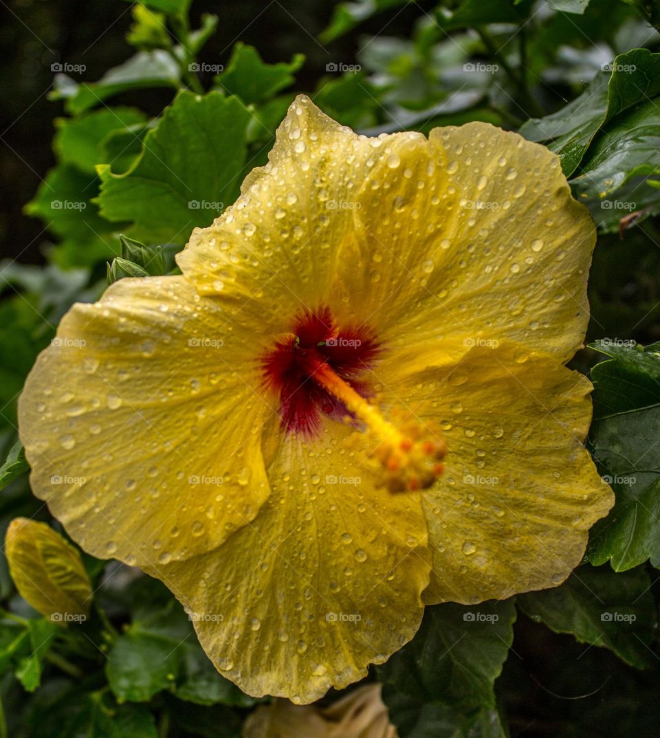 Yellow Hibiscus flower with water droplets glistening against the lush green leaves behind it