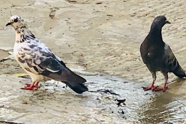 Birds