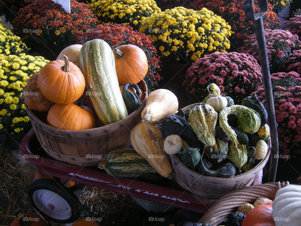 Harvest Time. Fall at the North Carolina Farmers Market