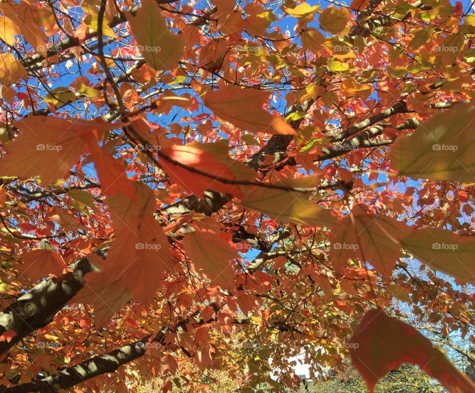 Fall colors. Beautiful Fall leaves on a tree in October.