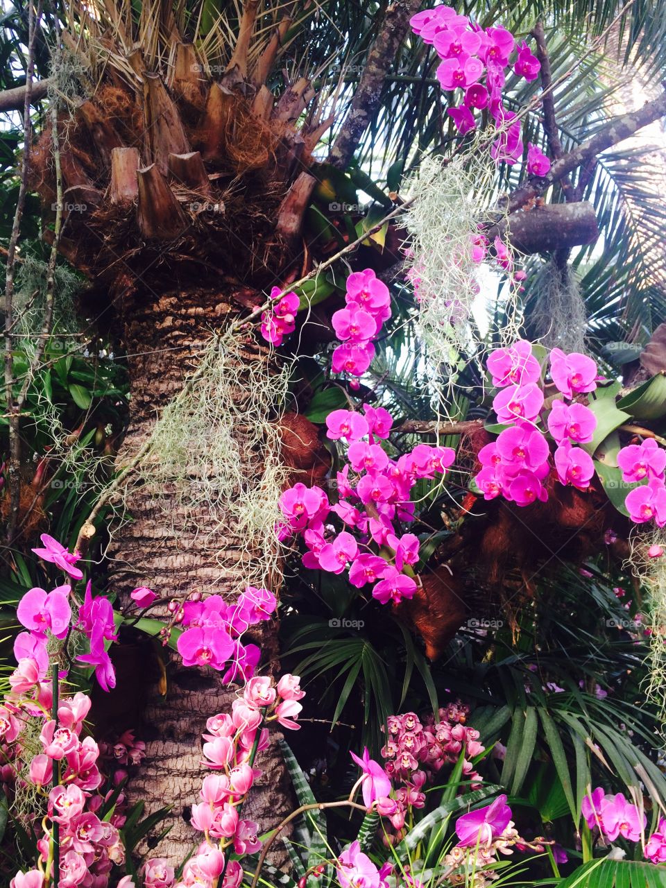 Orchid garden