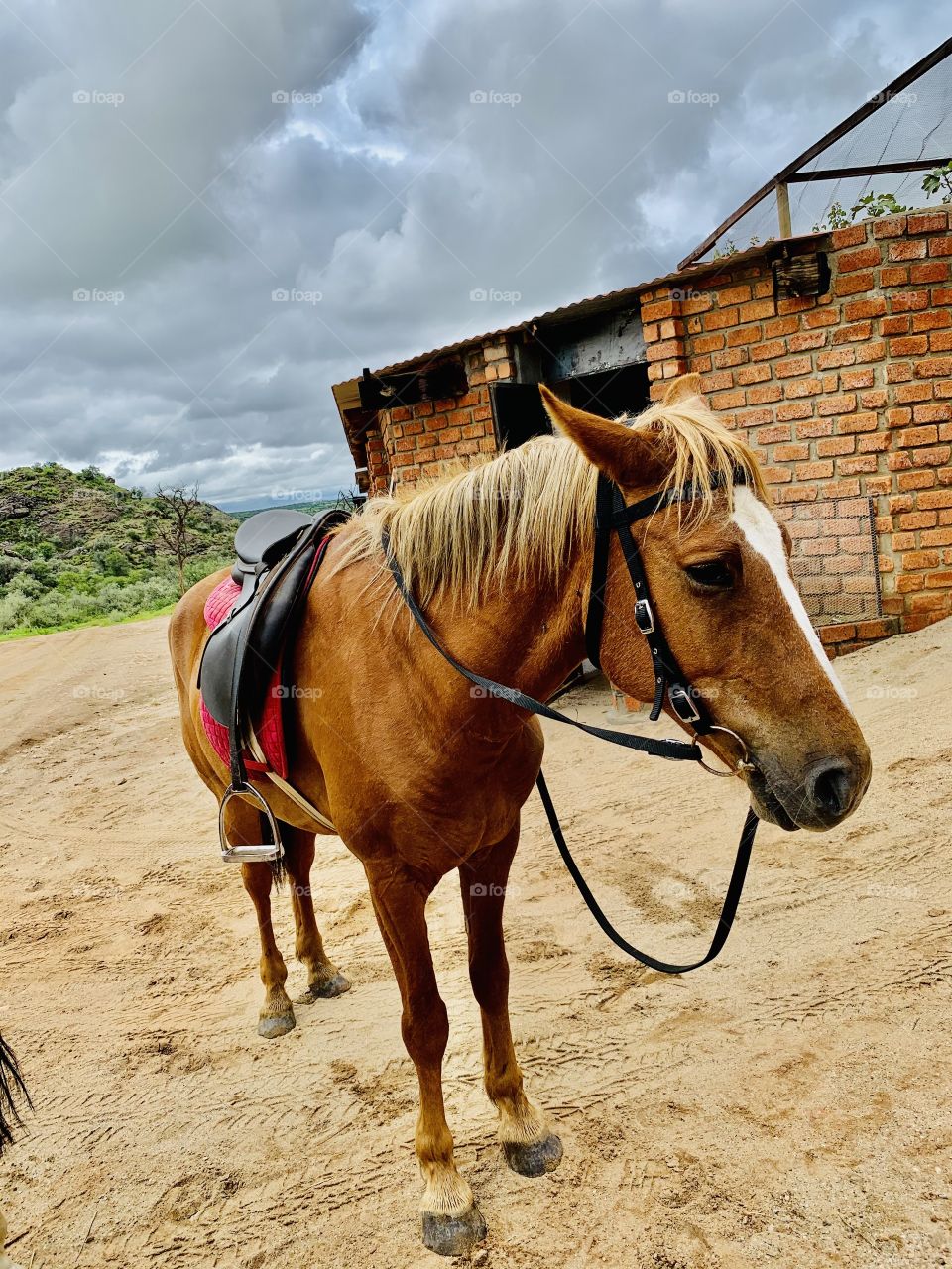 Been raining the whole night. Dennis and I are going for a walk around the farm. Dennis is a good horse. He’s a very kind  and disciplined horse. I love horses.