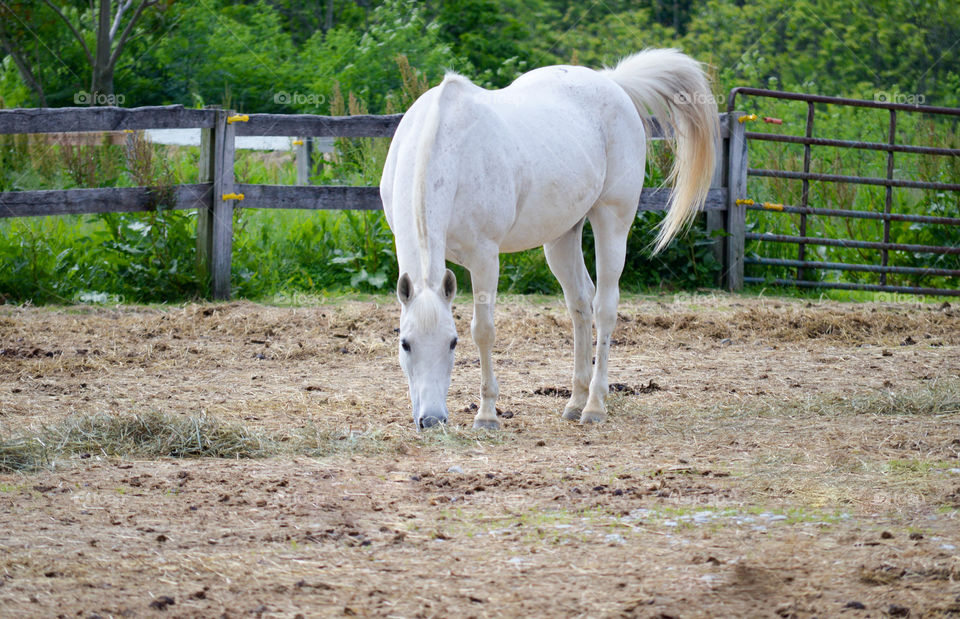 white horse in fenced field