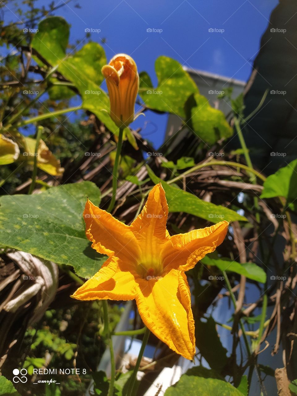 Mesmerizing pumpkin flowers soaking up the October sun in its totality. A view from the kitchen garden in my neighborhood.