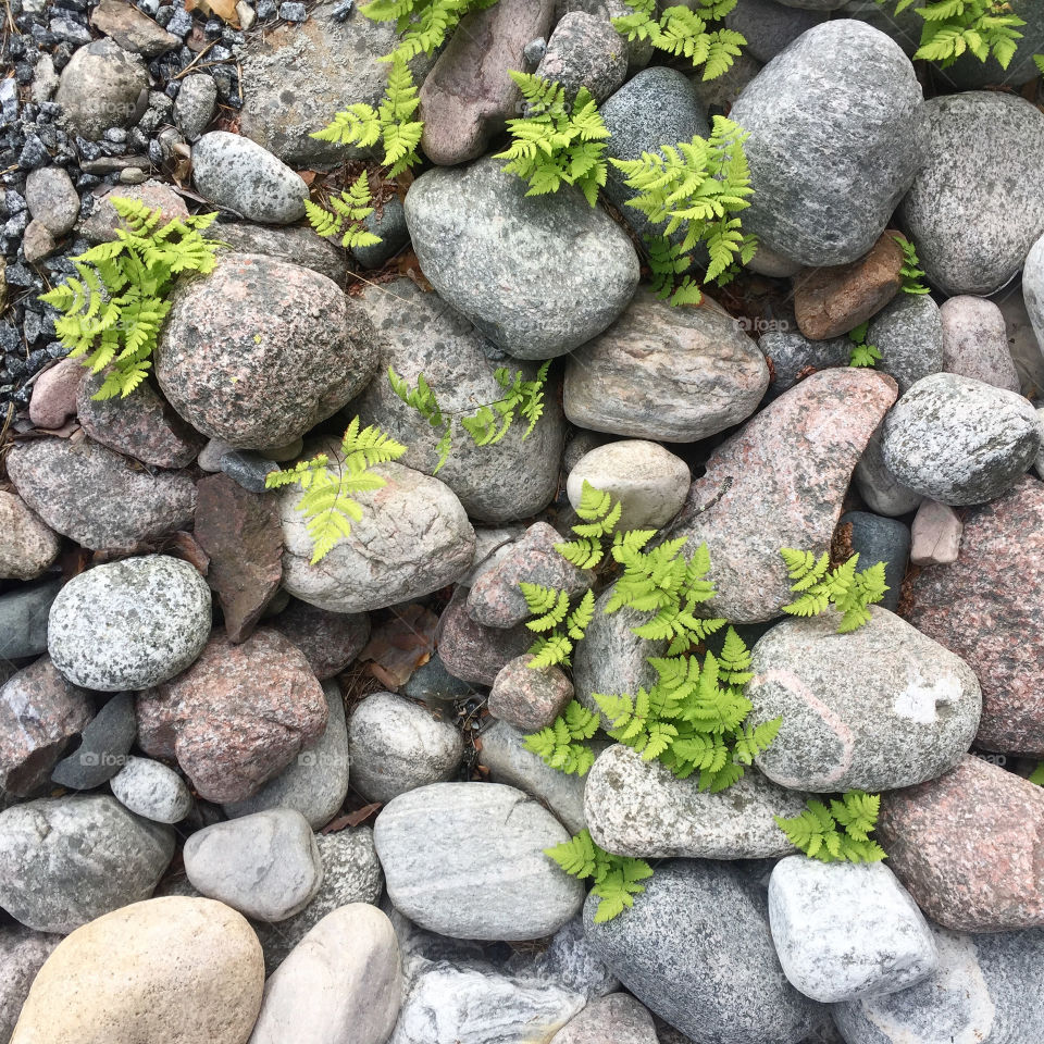 Plants and stones