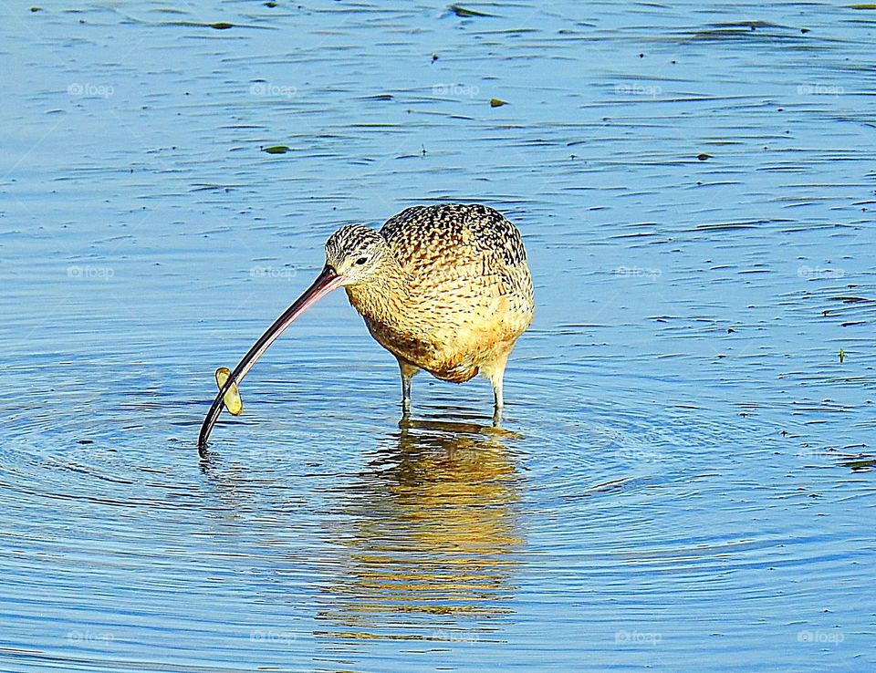Bird- Long-Billed Curlew