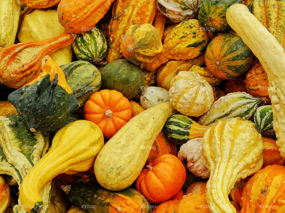 Colorful Autumn Pumpkins And Gourds