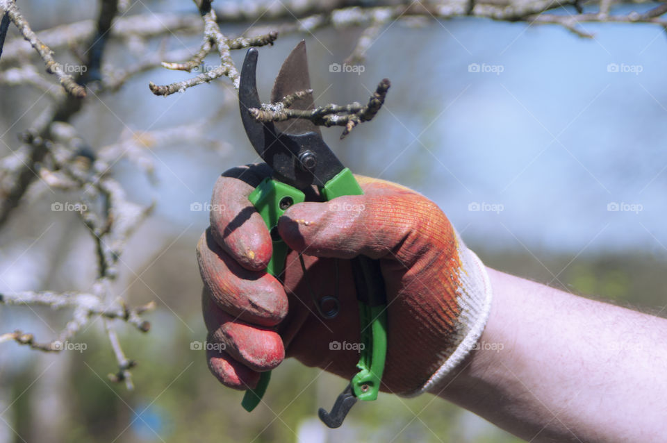 Man finds branches of trees in the spring