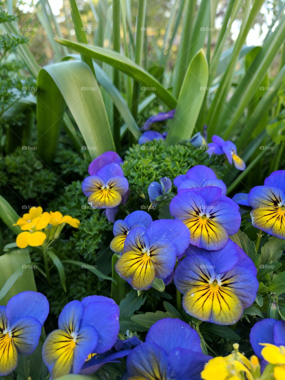 Purple flowers blooming in park