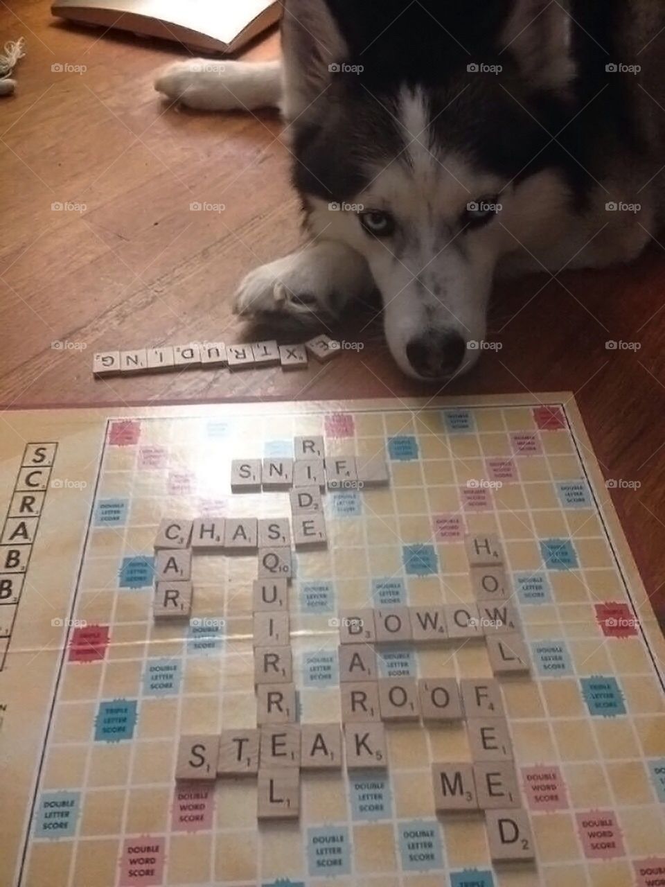 Husky owning at the game of scrabble
