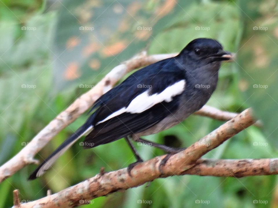 Magpie Robin