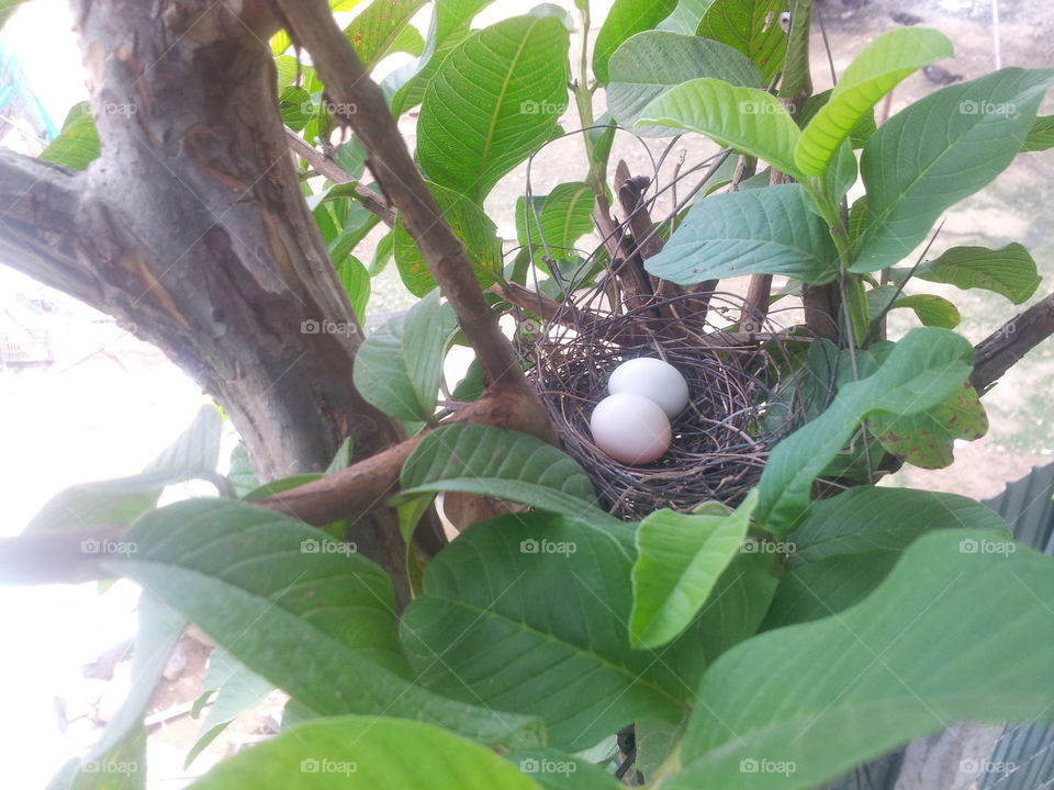 Bird eggs on the tree