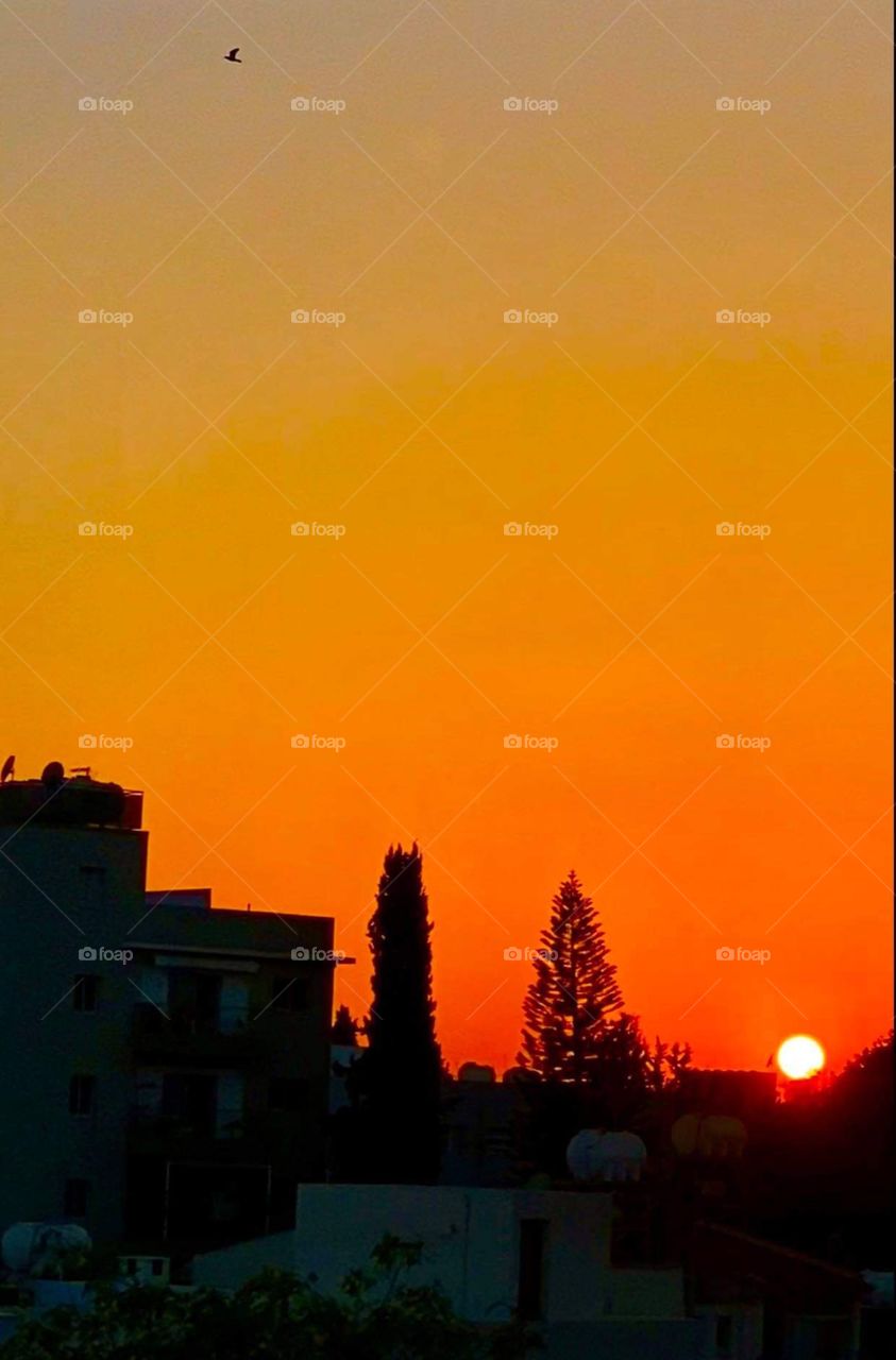 Trees around us - November 2020 on the road Cyprus