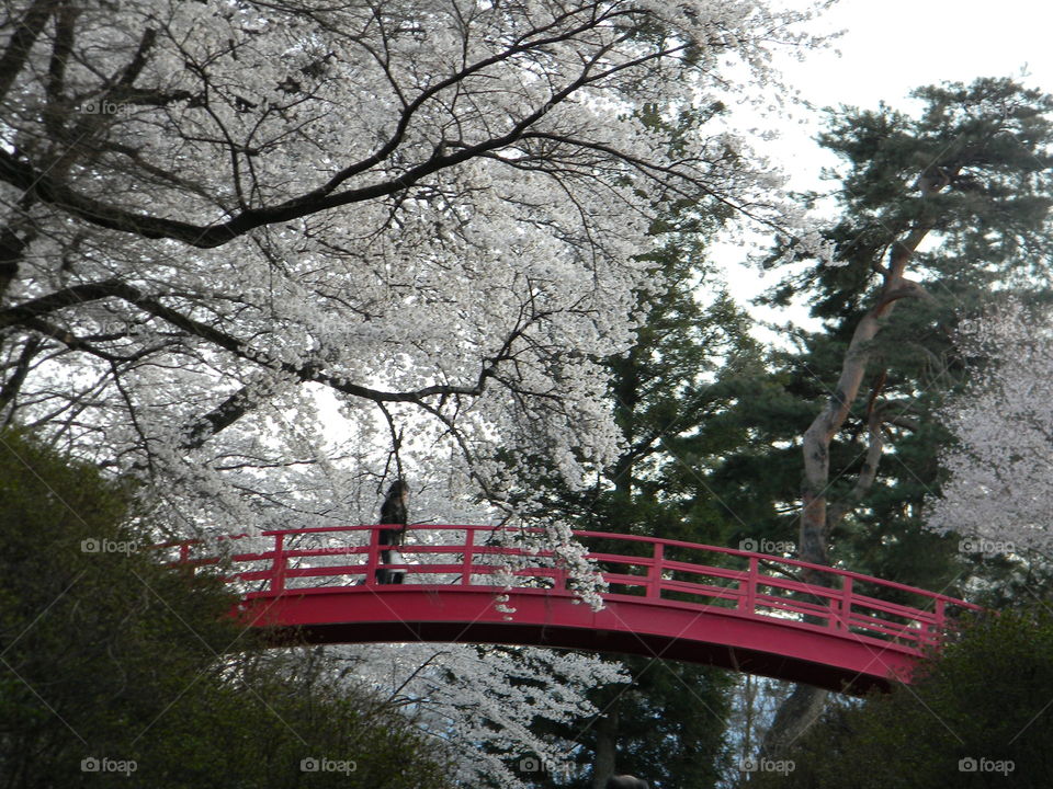 Walking on the bridge admits blossoms.