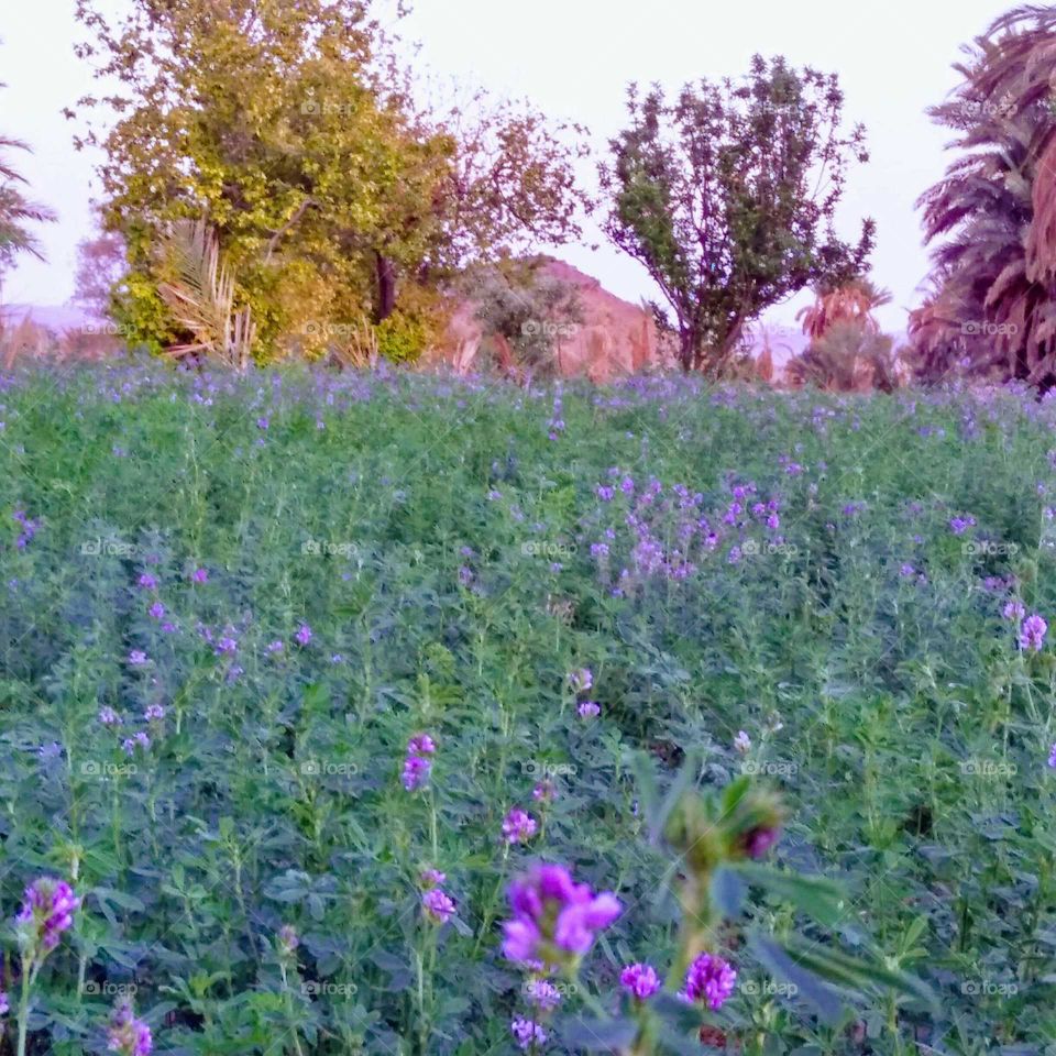 Iwas taken this pict in Father's farm Morocco