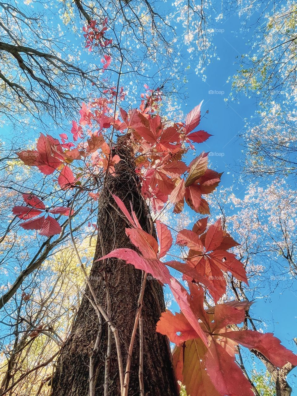 Beautiful Autumn morning 