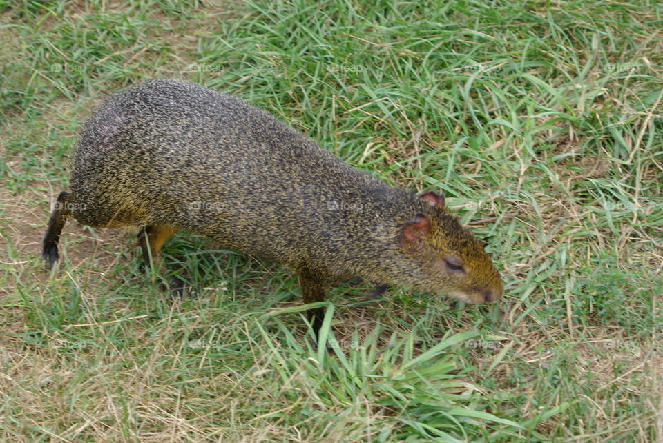 Small Capybara foraging in the grass. Also known as a Dasyprocta punctata