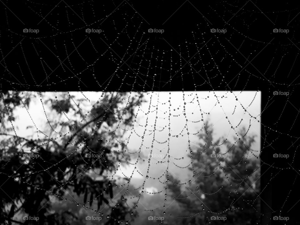 Tiny little droplets of rainwater on a spider web.