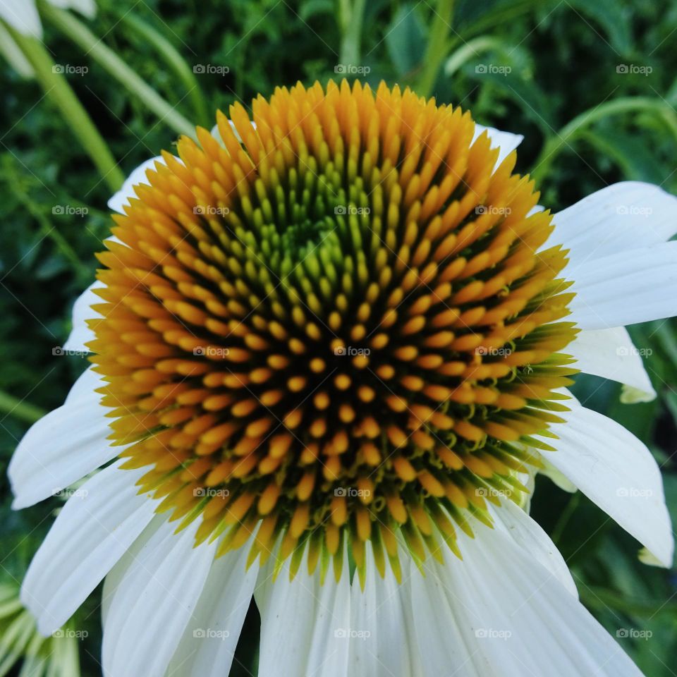 Beautiful coneflower 