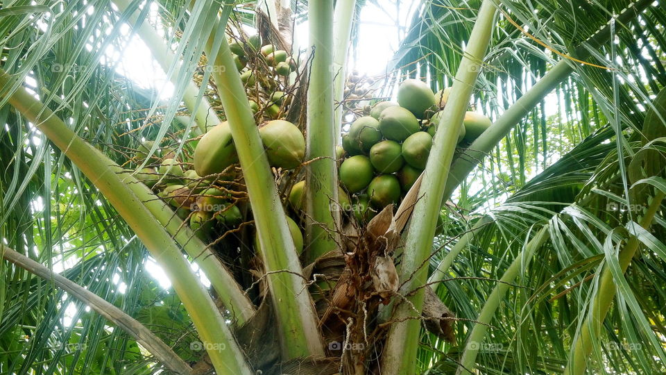 the beautiful small and large coconuts in coconut tree