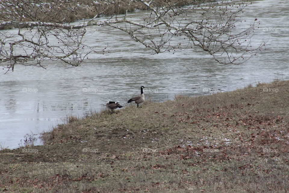 Two geese enjoying the warmer weather. Spring is on its way and the wildlife cab hardly wait.