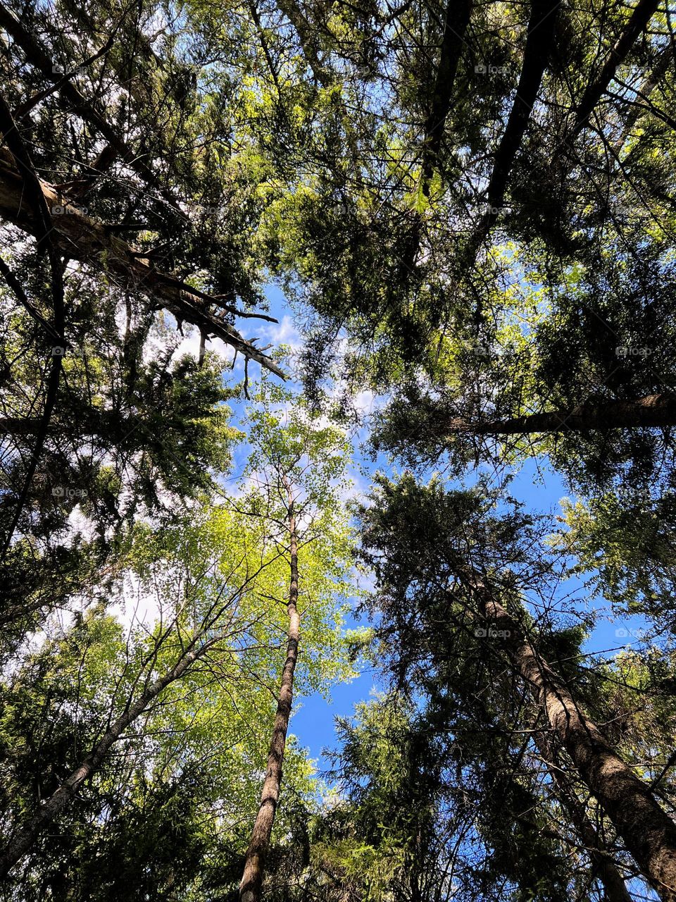 Beautiful view up to the bright blue sky through the green trees crowns 