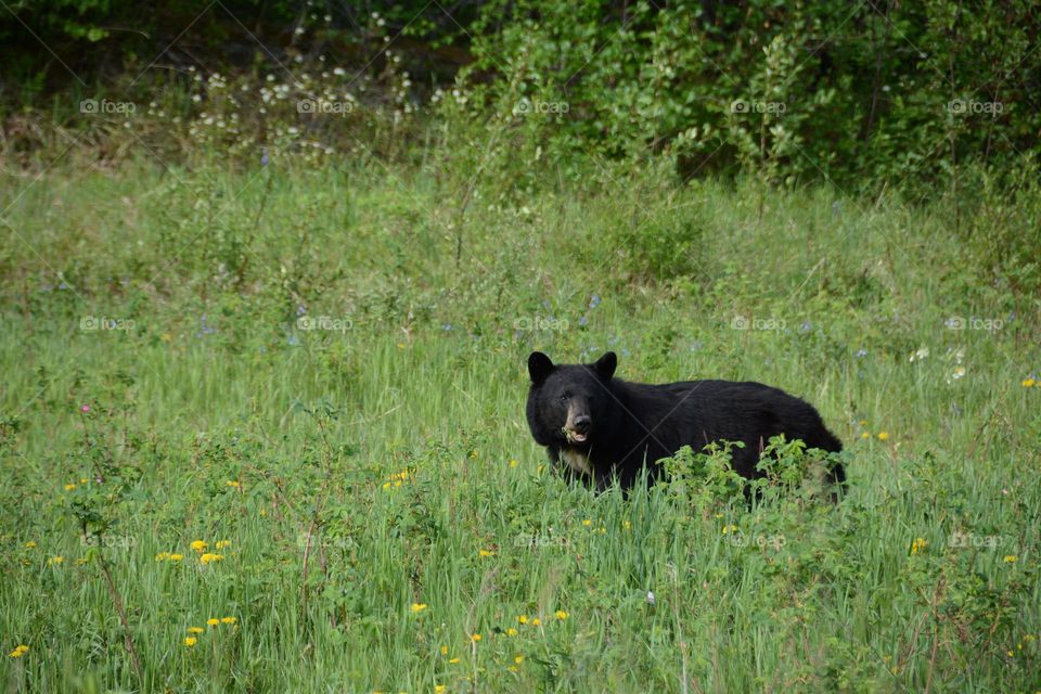 grazing black bear in a flower field startled during spring in the Yukon