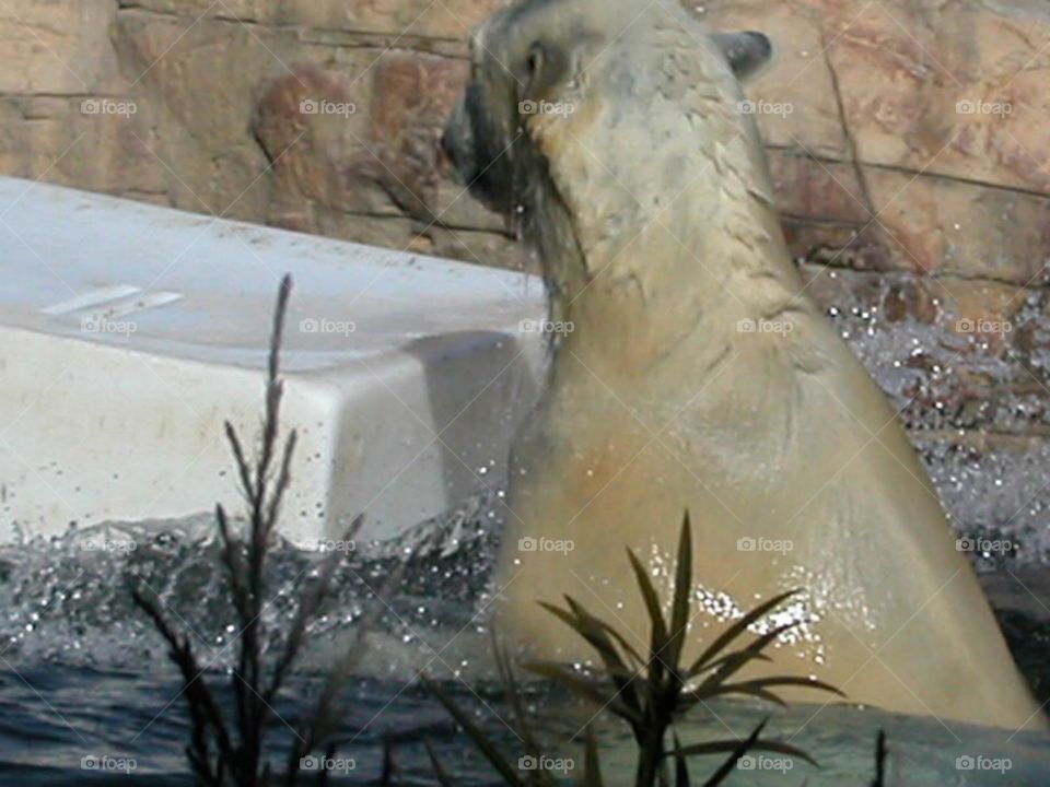 Sea Lion from the back