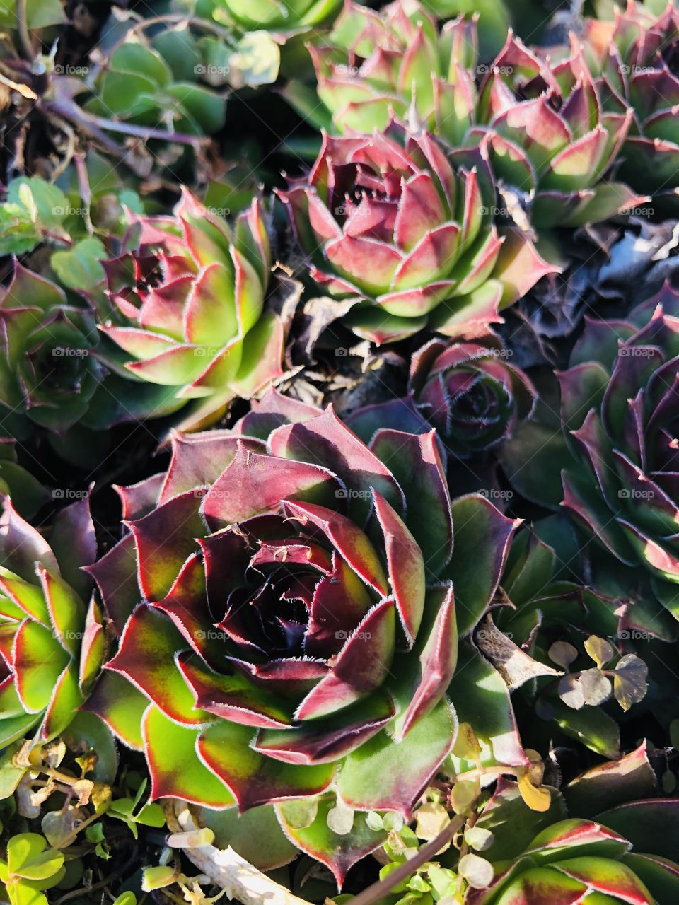 Hen and chicks